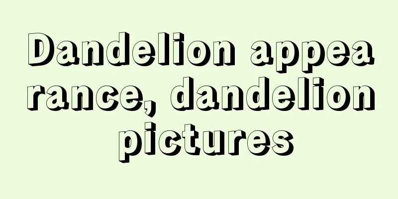 Dandelion appearance, dandelion pictures