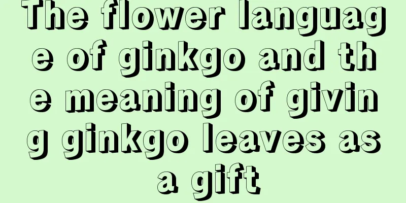 The flower language of ginkgo and the meaning of giving ginkgo leaves as a gift