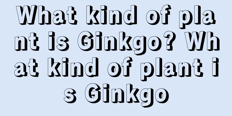 What kind of plant is Ginkgo? What kind of plant is Ginkgo