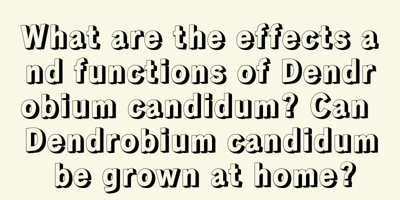 What are the effects and functions of Dendrobium candidum? Can Dendrobium candidum be grown at home?