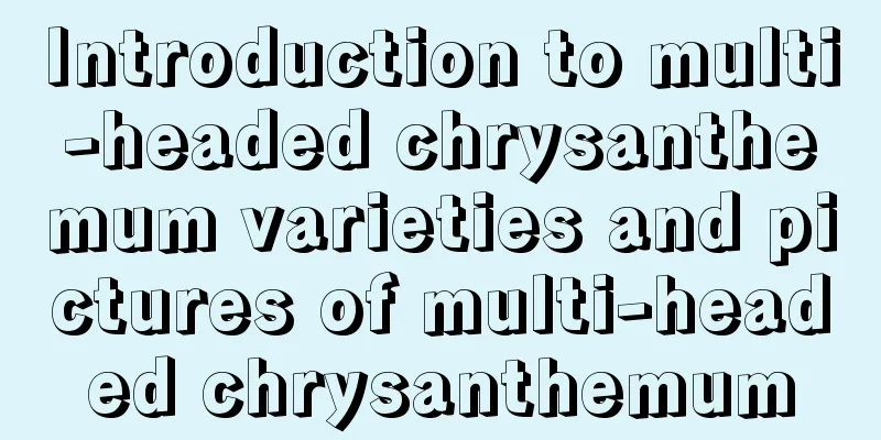 Introduction to multi-headed chrysanthemum varieties and pictures of multi-headed chrysanthemum