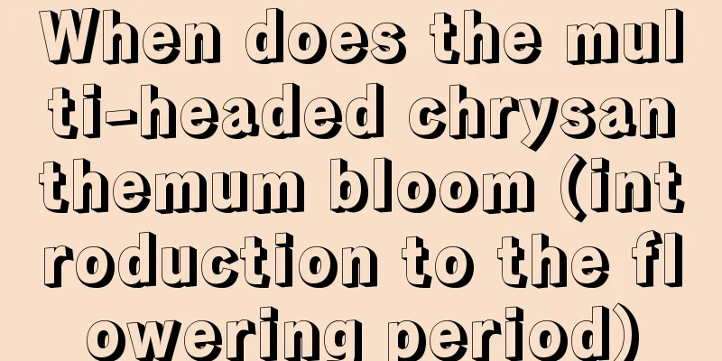 When does the multi-headed chrysanthemum bloom (introduction to the flowering period)