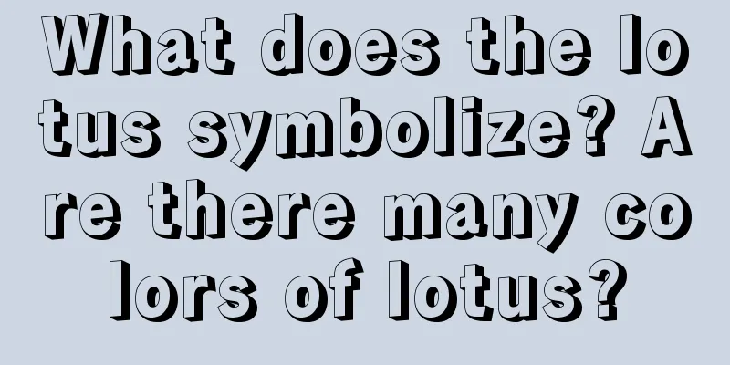 What does the lotus symbolize? Are there many colors of lotus?