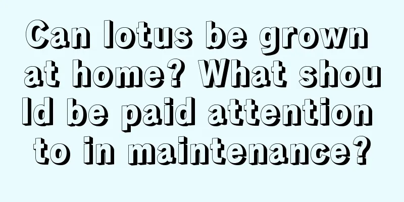 Can lotus be grown at home? What should be paid attention to in maintenance?