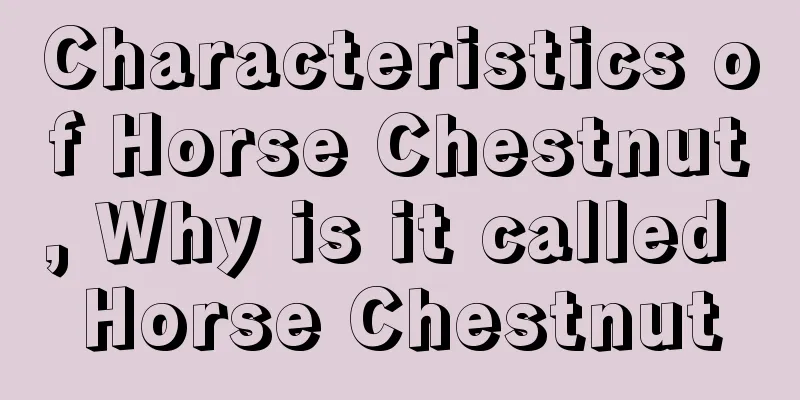 Characteristics of Horse Chestnut, Why is it called Horse Chestnut