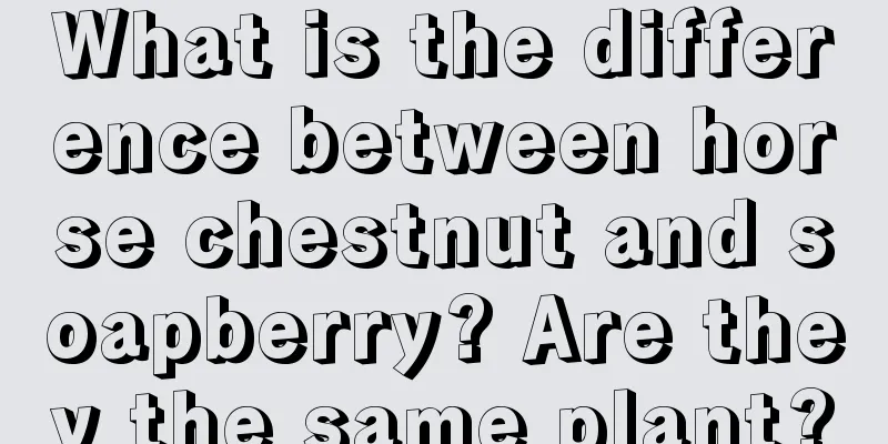 What is the difference between horse chestnut and soapberry? Are they the same plant?