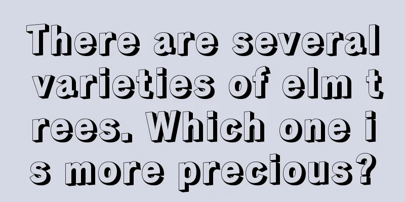 There are several varieties of elm trees. Which one is more precious?