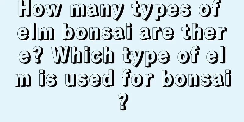 How many types of elm bonsai are there? Which type of elm is used for bonsai?