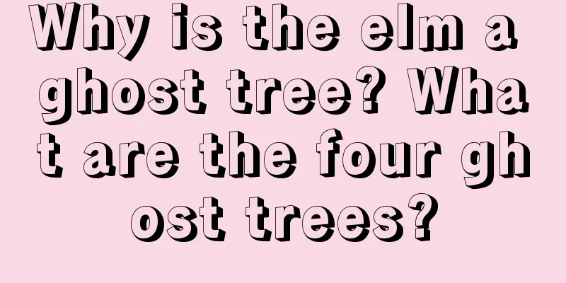 Why is the elm a ghost tree? What are the four ghost trees?