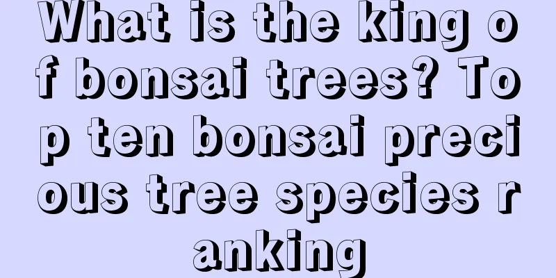 What is the king of bonsai trees? Top ten bonsai precious tree species ranking