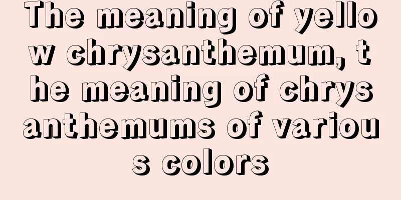 The meaning of yellow chrysanthemum, the meaning of chrysanthemums of various colors