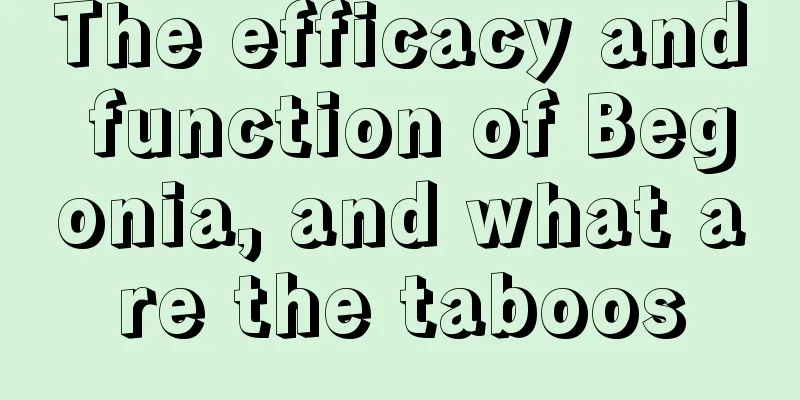 The efficacy and function of Begonia, and what are the taboos