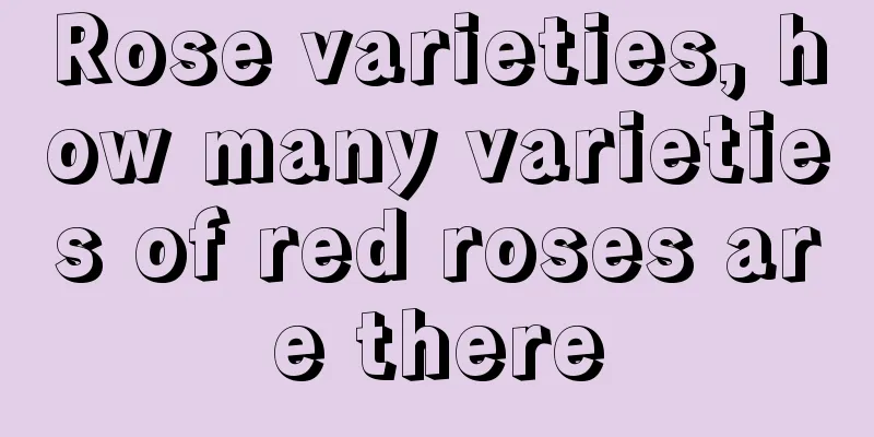 Rose varieties, how many varieties of red roses are there