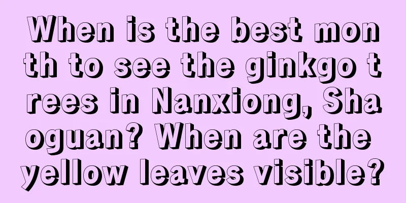 When is the best month to see the ginkgo trees in Nanxiong, Shaoguan? When are the yellow leaves visible?