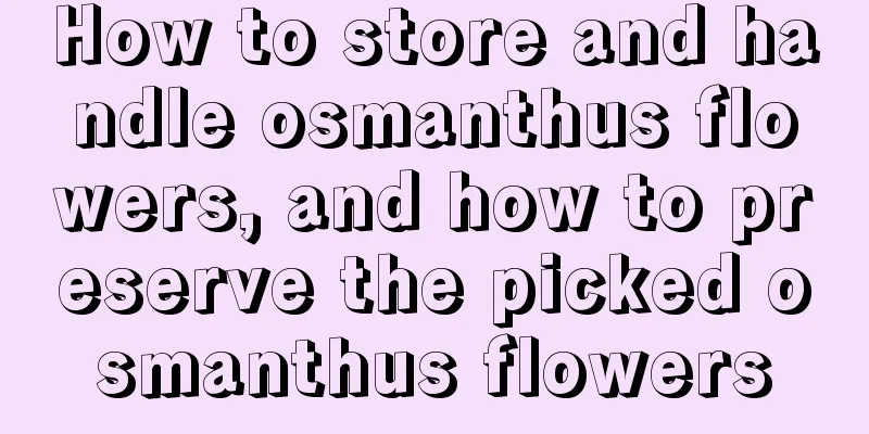 How to store and handle osmanthus flowers, and how to preserve the picked osmanthus flowers