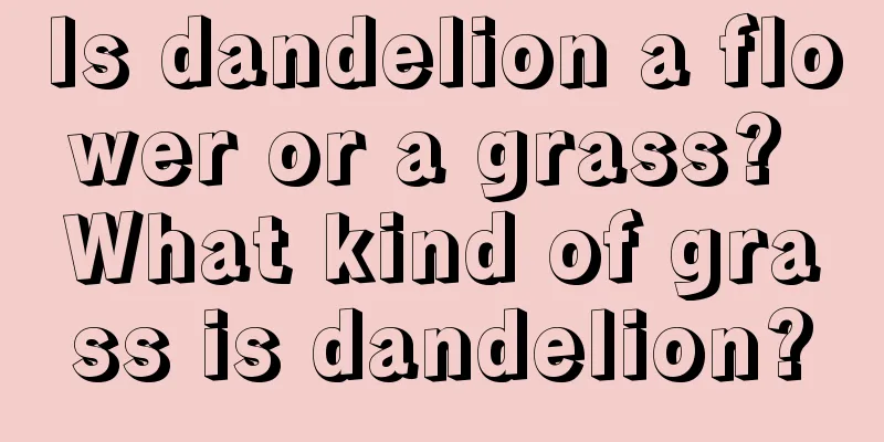 Is dandelion a flower or a grass? What kind of grass is dandelion?