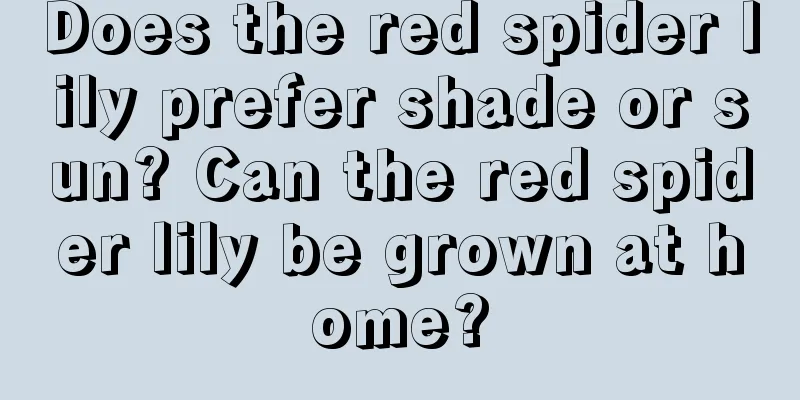 Does the red spider lily prefer shade or sun? Can the red spider lily be grown at home?