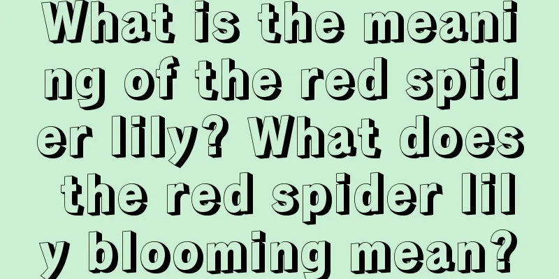 What is the meaning of the red spider lily? What does the red spider lily blooming mean?