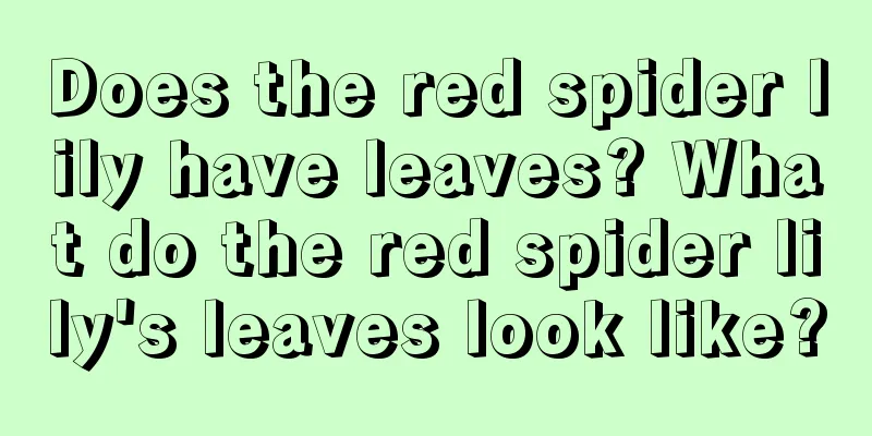 Does the red spider lily have leaves? What do the red spider lily's leaves look like?