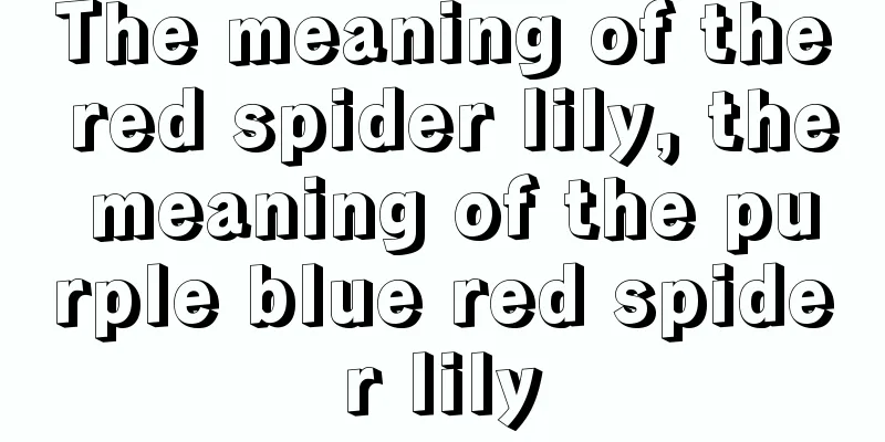 The meaning of the red spider lily, the meaning of the purple blue red spider lily