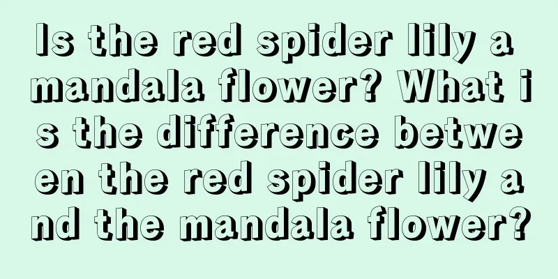 Is the red spider lily a mandala flower? What is the difference between the red spider lily and the mandala flower?