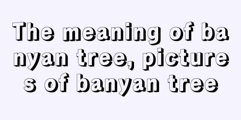 The meaning of banyan tree, pictures of banyan tree