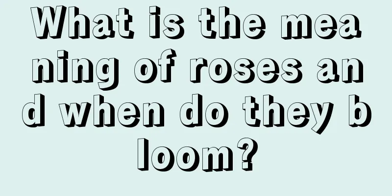 What is the meaning of roses and when do they bloom?