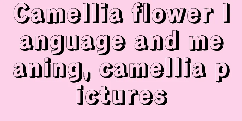 Camellia flower language and meaning, camellia pictures