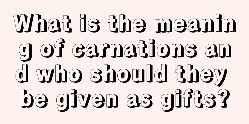 What is the meaning of carnations and who should they be given as gifts?