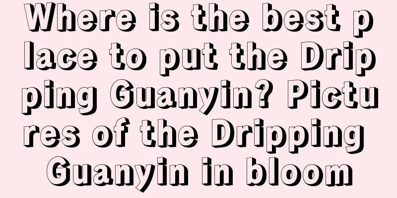 Where is the best place to put the Dripping Guanyin? Pictures of the Dripping Guanyin in bloom