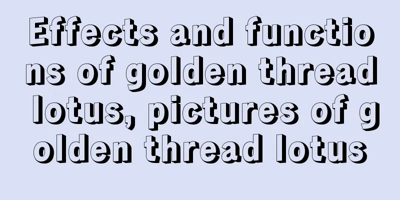 Effects and functions of golden thread lotus, pictures of golden thread lotus