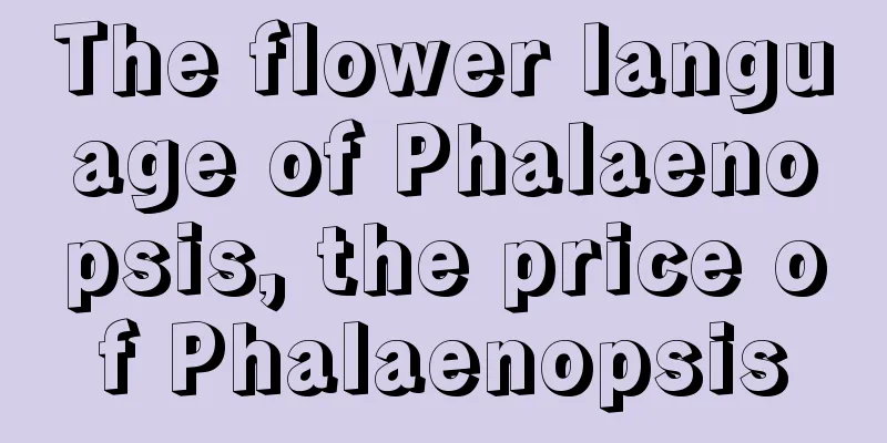 The flower language of Phalaenopsis, the price of Phalaenopsis