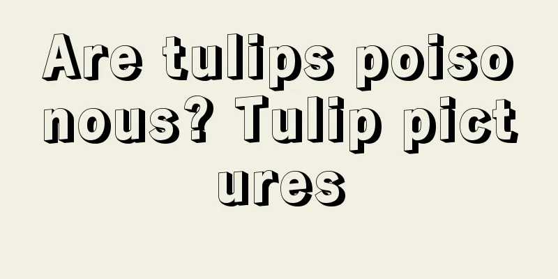 Are tulips poisonous? Tulip pictures