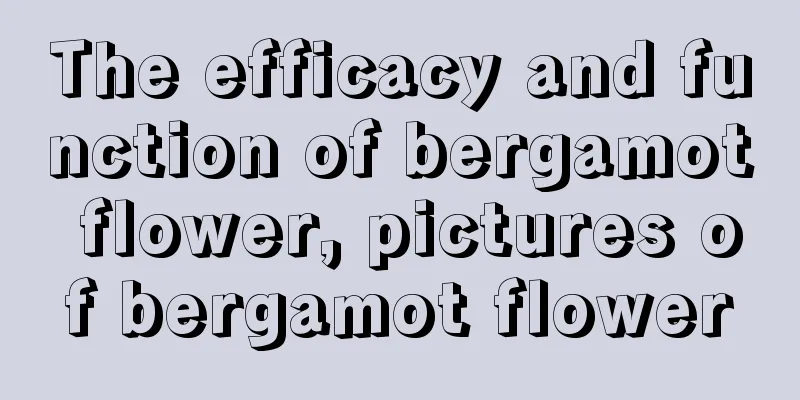 The efficacy and function of bergamot flower, pictures of bergamot flower