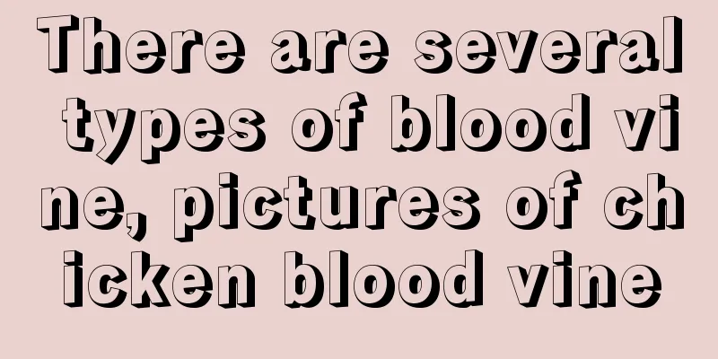 There are several types of blood vine, pictures of chicken blood vine