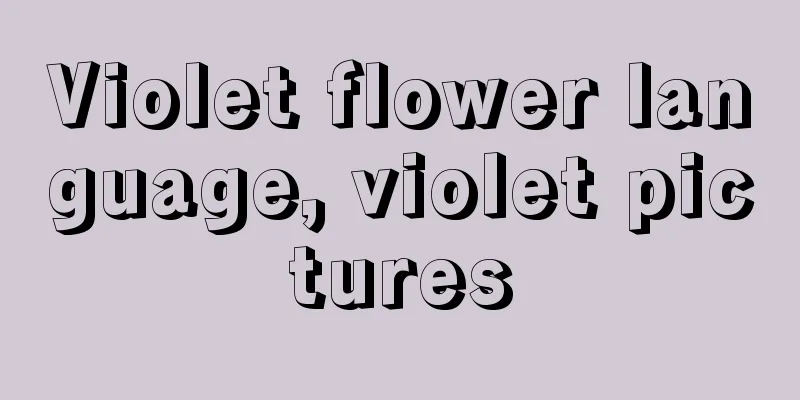 Violet flower language, violet pictures