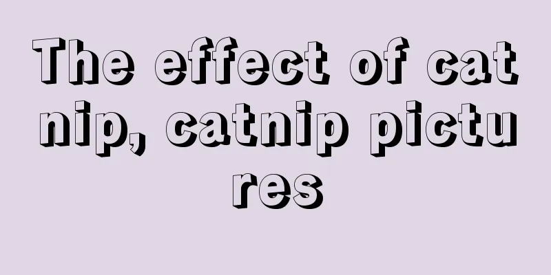 The effect of catnip, catnip pictures