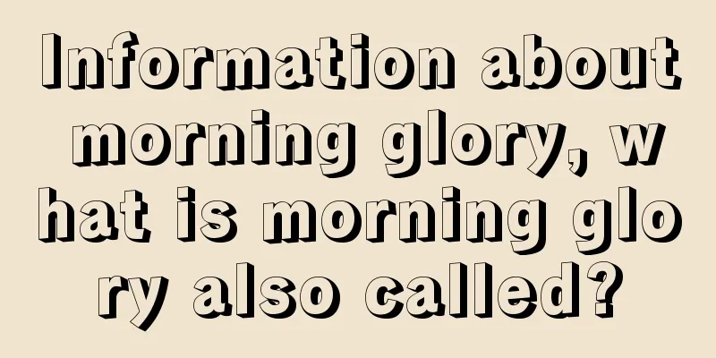 Information about morning glory, what is morning glory also called?