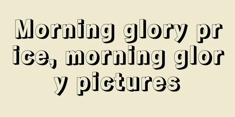 Morning glory price, morning glory pictures