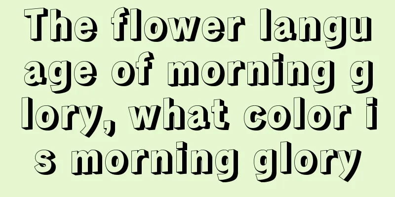 The flower language of morning glory, what color is morning glory