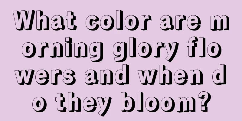 What color are morning glory flowers and when do they bloom?