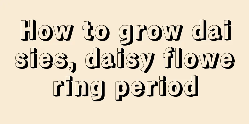 How to grow daisies, daisy flowering period