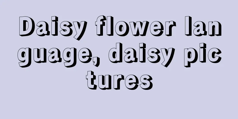 Daisy flower language, daisy pictures