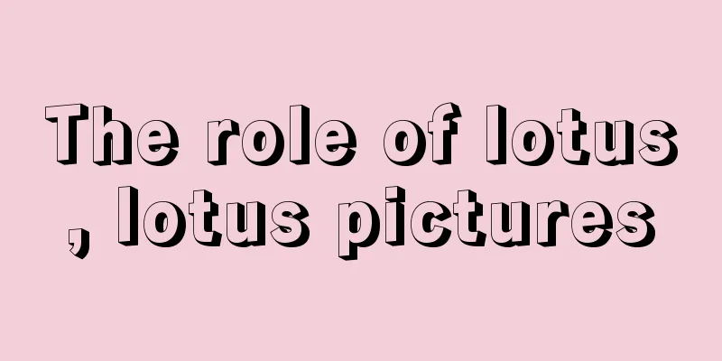 The role of lotus, lotus pictures