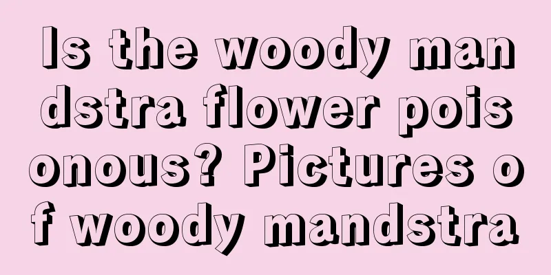 Is the woody mandstra flower poisonous? Pictures of woody mandstra