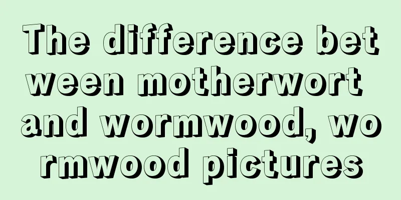 The difference between motherwort and wormwood, wormwood pictures