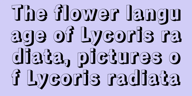 The flower language of Lycoris radiata, pictures of Lycoris radiata