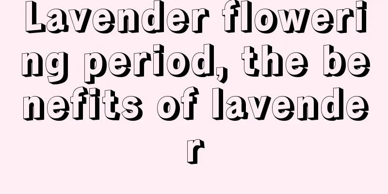 Lavender flowering period, the benefits of lavender