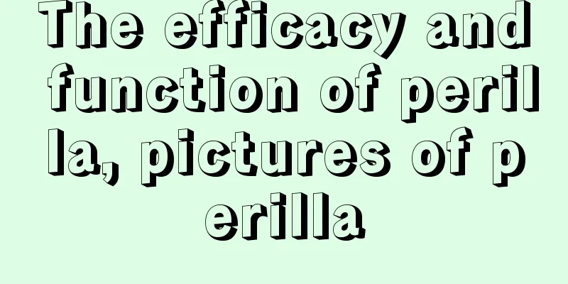 The efficacy and function of perilla, pictures of perilla