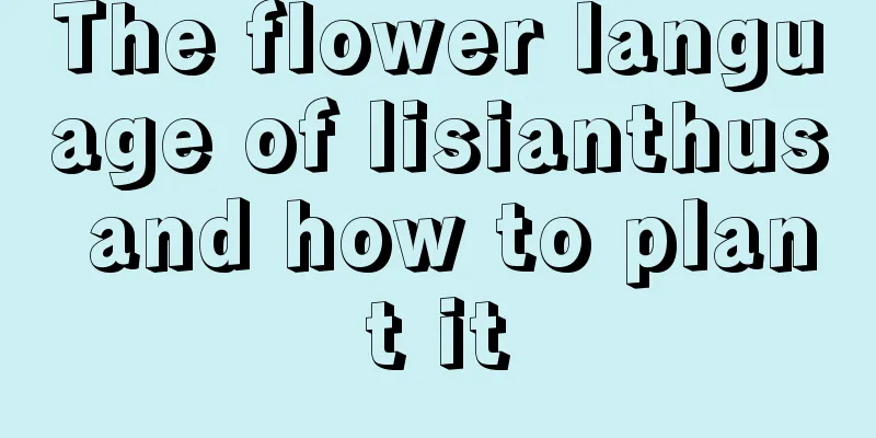 The flower language of lisianthus and how to plant it